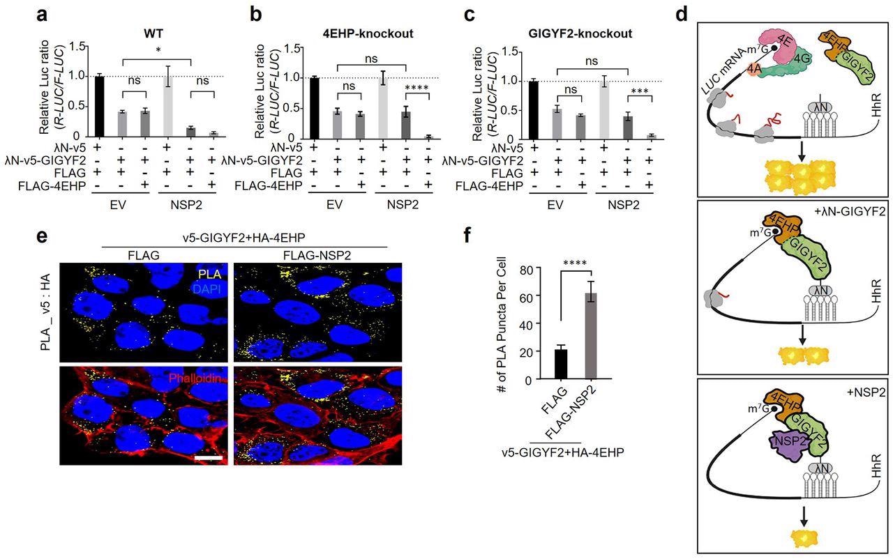 NSP2 augments GIGYF2/4EHP complex-mediated translational repression by enhancing the GIGYF2 interaction with 4EHP. (a) WT cells were co-transfected with vectors expressing either λN-v5-GIGYF2 or λN-v5 control, along with R-Luc-5BoxB-A114-N40-HhR and F-Luc (as control), in combination with FLAG-4EHP or FLAG-Empty plasmids. Dual-luciferase assay was performed 24 h post-transection. Data are presented as mean ± SD (n=3). *p<0.05, one-way ANOVA with Bonferroni’s post hoc test. (b-c) GIGYF2-tethering assay carried out in 4EHP-KO cells in (b) and GIGYF2-KO cells in (c). Data are presented as mean ± SD (n=3).