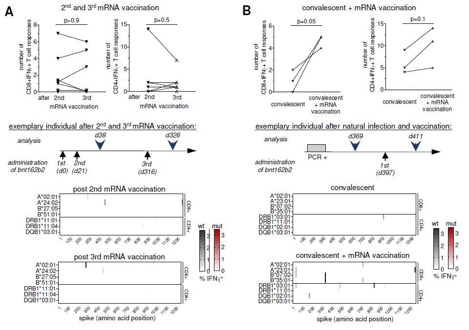 Boosted vaccine- and infection-induced spike-specific CD8+ and CD4+ T cell responses. Number, location and percentages of spike-specific CD8+ and CD4+ T cell responses to overlapping peptides (OLP) that are detectable in SARS-CoV-2 vaccinees after the 2nd versus after the 3rd dose (A) of Pfizer/BioNTech mRNA vaccine (measured 2-4 weeks after vaccination) and in SARS-CoV-2 convalescents who subsequently received a single dose (B) of Pfizer/BioNTech mRNA boost vaccination (measured 2 weeks after vaccination) are depicted. Targeted epitopes with sequence variations in omicron are marked in red. statistical analysis was performed with paired t test.