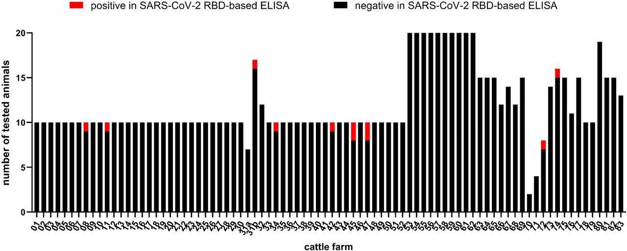 Number of cattle per farm tested for antibodies against SARS-CoV-2. Samples that reacted negative in the RBD-based ELISA are depicted in black and positive samples in red. Holding 31 was sampled twice (indicated as 31a and 31b), in between the animal owner was quarantined.