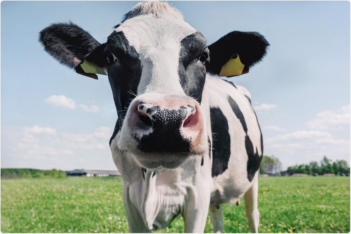 Study: Serological screening suggests single SARS-CoV-2 spillover events to cattle. Image Credit: Alena Demidyuk / Shutterstock