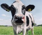 Research says spill-over of SARS-CoV-2 from humans to cattle is possible