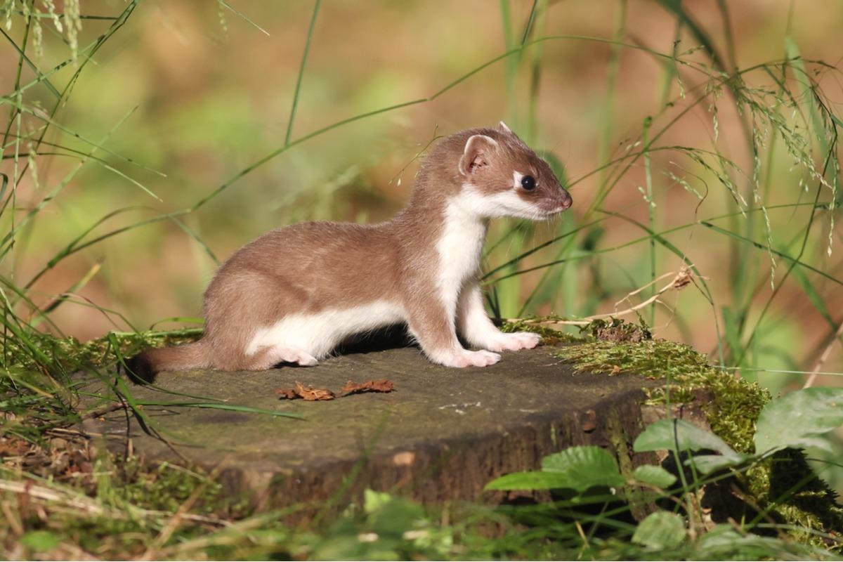 Study: Evidence of antibodies against SARS-CoV-2 in wild mustelids from Brittany (France). Image Credit: Petr Muckstein/Shutterstock