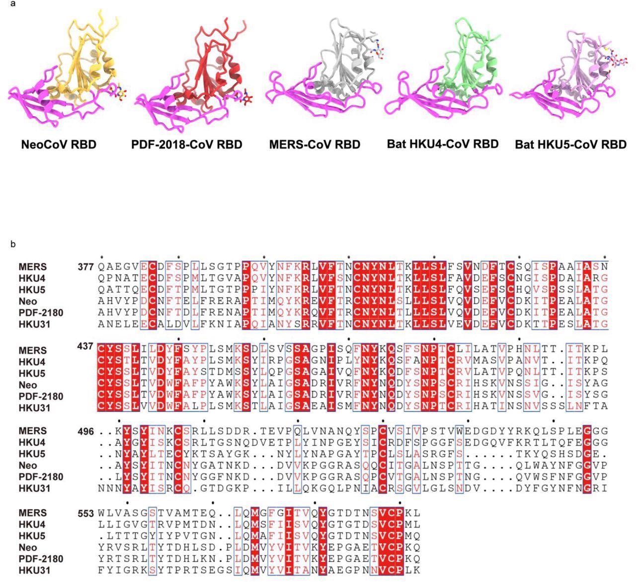 Structures and sequence comparison of RBDs from different merbecoviruses.