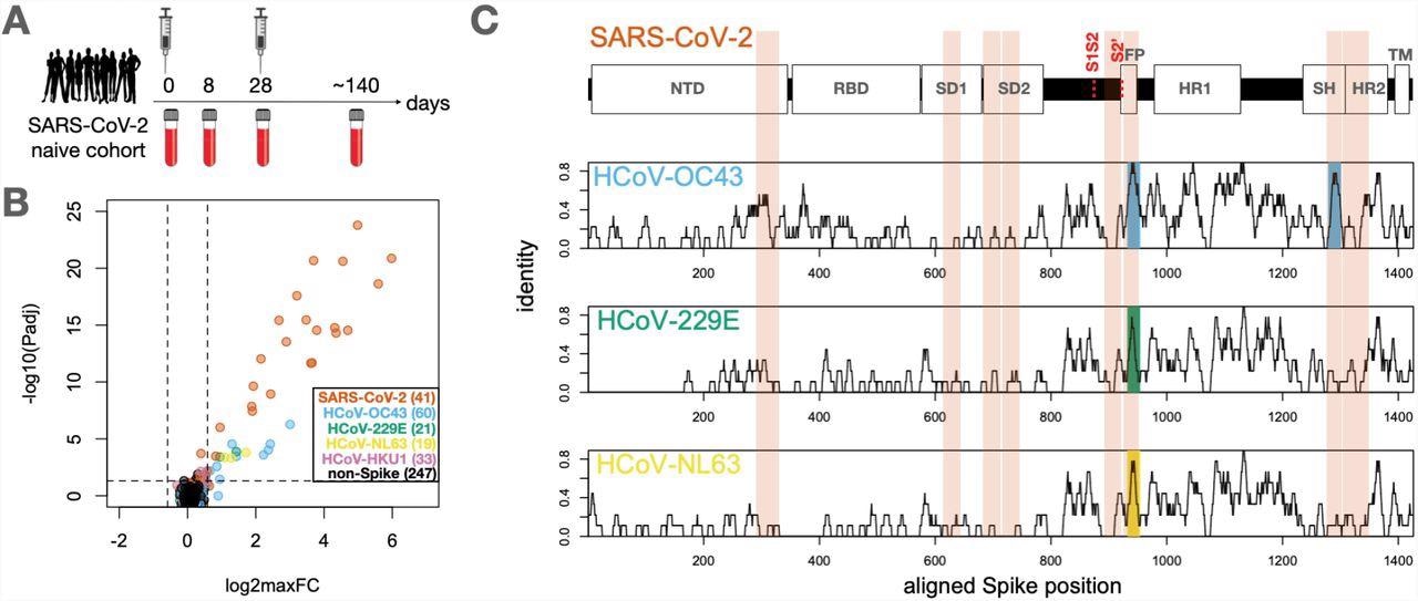 Identification of conserved and non-conserved antibody epitopes recognized following COVID-19 vaccination. A. A cohort of 21 subjects with no prior SARS-CoV-2 infection history and undetectable SARS-CoV-2 antibodies prior to vaccination received two doses of the mRNA-1273 vaccine and gave blood samples at days 0, ∼8, ∼28 and ∼140 days relative to the first dose. B. Plasma from each timepoint was analyzed by PepSeq with a 15,000-peptide human virome library (‘HV2’). Z-scores for the 421 HV2 peptides designed from members of the Coronaviridae family were analyzed across subjects and timepoints to identify peptides showing significant time-differential signals. Each dot represents an individual peptide: Y-axis shows the FDR-adjusted ANOVA P-value (Padj) across all timepoints, and X-axis shows maximum log2 fold change (log2maxFC), which was calculated by dividing maximum Z-score at day 8, 28, and 140 by the Z-score at day 0. Legend in the lower-right shows the number of peptides for each CoV Species. Dotted lines indicate thresholds at