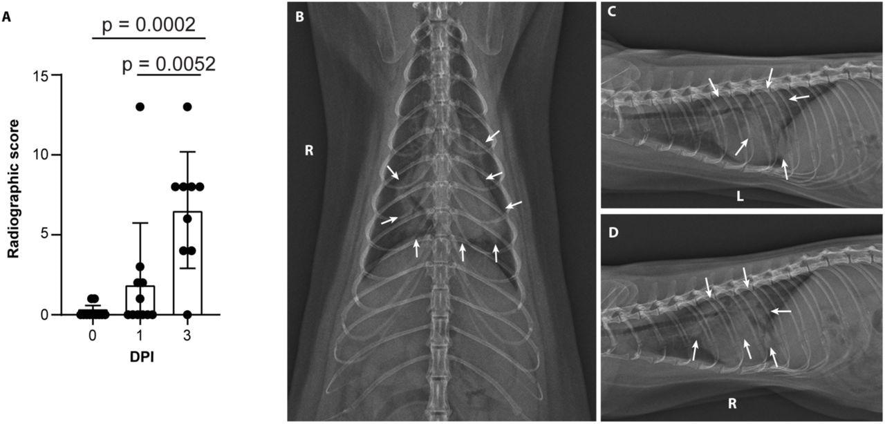 Severe radiological changes after infection with SARS-CoV-2. (A) Compiled radiographic scores. Bar graph depicts the mean with standard deviation and individuals, ordinary one-way ANOVA with Tukey’s multiple comparisons test. Radiographs demonstrate multifocal pulmonary infiltrates, most severe in the left and right caudal lung lobes depicted in the (B) dorsoventral radiograph (C) left lateral and (D) right lateral radiograph on the evening of 2 days post-inoculation (DPI). Arrows depict grade 4 pulmonary disease in the left and right caudal lung lobes with grade 3 pulmonary disease in the right middle lung lobe and cranial subsegment of the left cranial lung lobe.