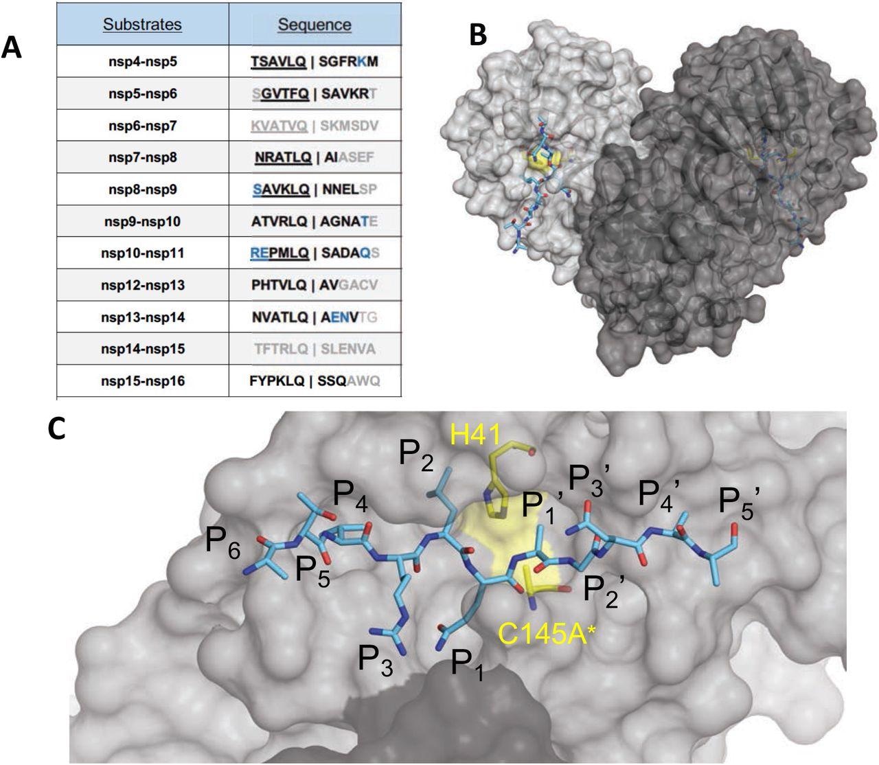 The amino acid sequences and binding of substrates to SARS-CoV-2 Mpro active site. (A) Viral polyprotein cleavage sites processed by Mpro to release non-structural proteins (nsp). The one-letter amino acid codes of cleavage site sequences, where bold letters indicate fully resolved residues and blue are stubbed side chains in the cocrystal structures. Underlined N-terminal sequences correspond to product complexes with independently determined cocrystal structures. (B) Crystal structure of SARS-CoV-2 Mpro with a substrate peptide (nsp9-nsp10) bound at the active site of both monomers (light and darker gray). The peptide is depicted as cyan sticks and the catalytic dyad is colored yellow. (C) Close-up view of one of the active sites in panel B, with the protease in surface representation. The asterisk indicates catalytic cysteine was mutated to prevent substrate cleavage. The cleavage occurs between positions P1 and P1′.