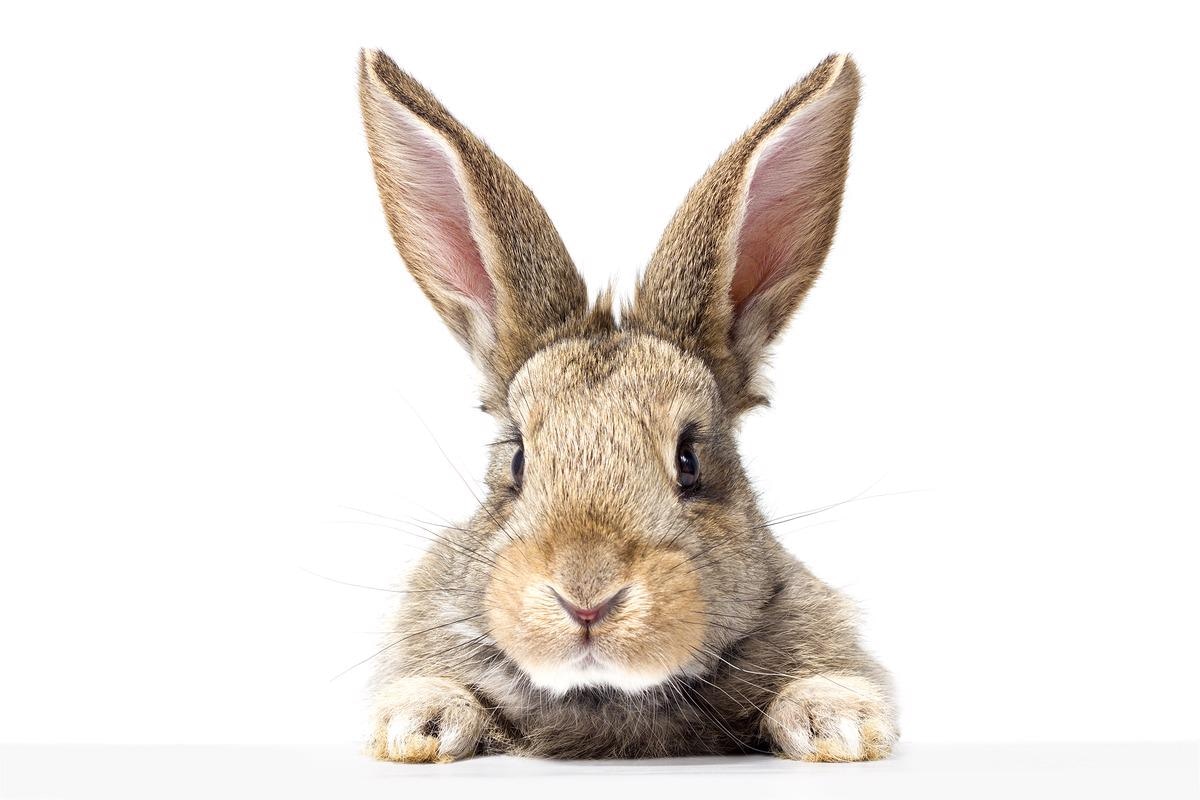 Study: First Evidence of Natural SARS-CoV-2 Infection in Domestic Rabbits. Image Credit: Evgeniy Goncharov photo/Shutterstock