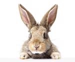 Researchers explore natural SARS-CoV-2 infection in pet rabbits in France
