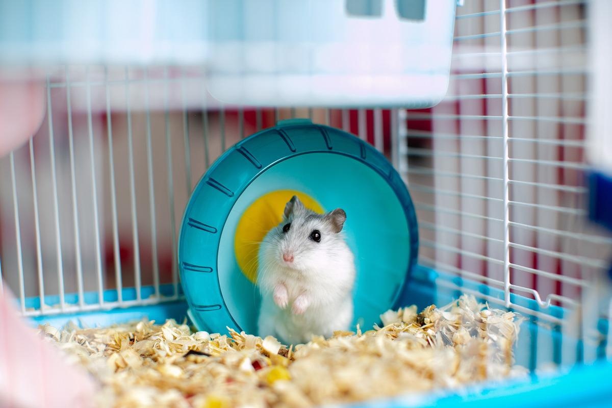 Study: Transmission of SARS-CoV-2 (Variant Delta) from Pet Hamsters to Humans and Onward Human Propagation of the Adapted Strain: A Case Study. Image Credit: marinakarpenko/Shutterstock