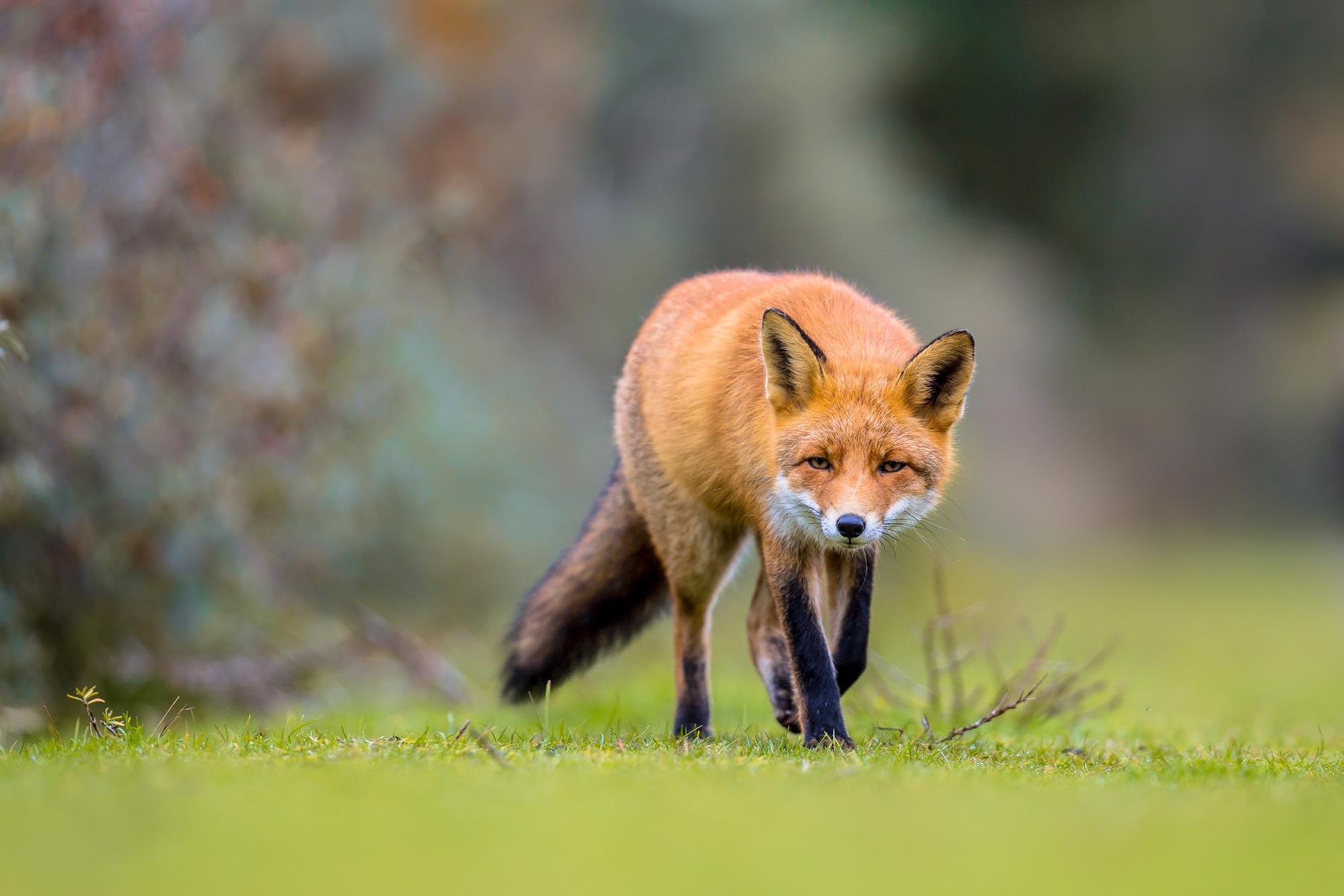 Red foxes susceptible to SARS-CoV-2 infection