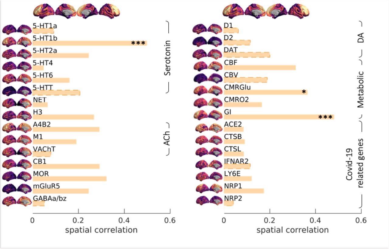 Spatial correlation between Covid19 severity-induced cerebrovascular burden map and spatial patterns associated with a range of neurotransmitter receptor/transporters (Hansen et al., 2021b), selective genes relevant to SARS-CoV-2 brain entry (Iadecola et al., 2020) and brain metabolism parameters (Vaishnavi et al., 2010). Neurotransmitter receptors and transporters were selective to serotonin (5-HT1a, 5-HT1b, 5-HT2a, 5-HT4, 5-HT6, 5-HTT), norepinephrine (NET), histamine (H3), acetylcholine (ACh, A4B2, M1, VAChT), cannabinoid (CB1), opioid (MOR), glutamate (mGluR5), GABA (GABAa/bz) and dopamine (D1, D2, DAT). Metabolic maps were based on cerebral blood flow (CBF), cerebral blood volume (CBV), the cerebral metabolic rate of glucose and oxygen (CMRGlu, CMRO2) and glycemic index (GI). Selective genes relevant to SARS-CoV-2 brain entry included angiotensin-converting enzyme-2, ACE2; neuropilin-1, NRP1; neuropilin-2, NRP2, cathepsin-B, CTSB; cathepsin-L, CTSL, interferon type 2 receptors, IFNAR2; lymphocyte antigen 6-family member E, LY6E. The spatial maps of 5-HT1b, CMRGlu and Glycemic Index (GI) were significantly correlated with Covid19 severity-induced cerebrovascular burden map (* p-spin<0.05 (one-sided), *** p-spin<0.001). See text for more information.