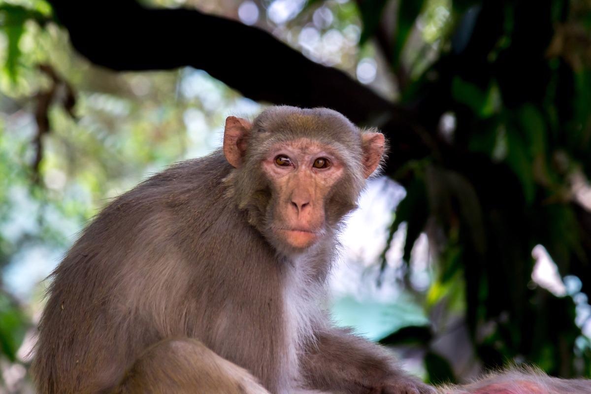 Study: mRNA-1273 or mRNA-Omicron boost in vaccinated macaques elicits comparable B cell expansion, neutralizing antibodies and protection against Omicron. Image Credit: Robert Ross/Shutterstock