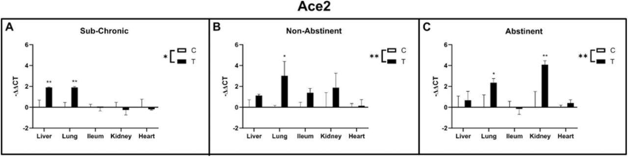 Ace2 gene expression in liver, lung, ileum, kidney and heart of sub-chronic ethanol IP injected (A) and ethanol vapor exposed animals (B non-abstinent, C abstinent) with respective control groups. Data are shown as mean ± SE. Factorial ANOVA shows significant differences between treatments (indicated as “T”) and control groups (indicated as “C”) for all three experiments. Subsequent post-hoc tests identified lung as significantly up-regulated in the treatment groups of all three experiments, whereas in the sub-chronic group liver and in the vapor abstinence group kidney was additionally up-regulated.