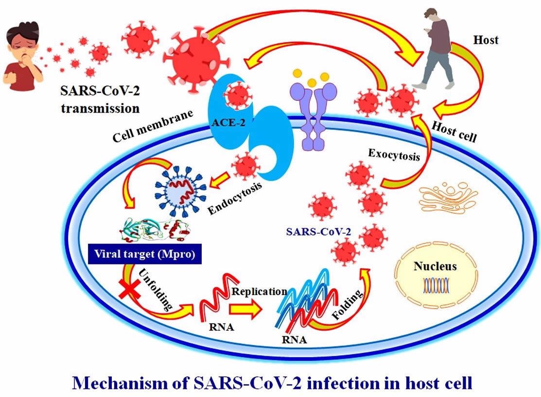 An in silico approach for screening herbal leads for potential inhibitors of the viral main protease enzyme in order to discover new antiviral therapies against SARS-CoV-2.