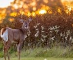 Study finds strong evidence of extensive SARS-CoV-2 infection of white-tailed deer