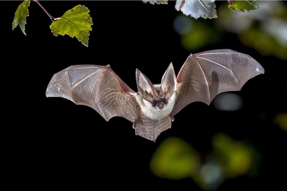 Study: Surveillance for potentially zoonotic viruses in rodent and bat populations and behavioral risk in an agricultural settlement in Ghana. Image Credit: Rudmer Zwerver/Shutterstock