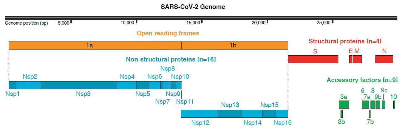 SARS-CoV-2 genome organization