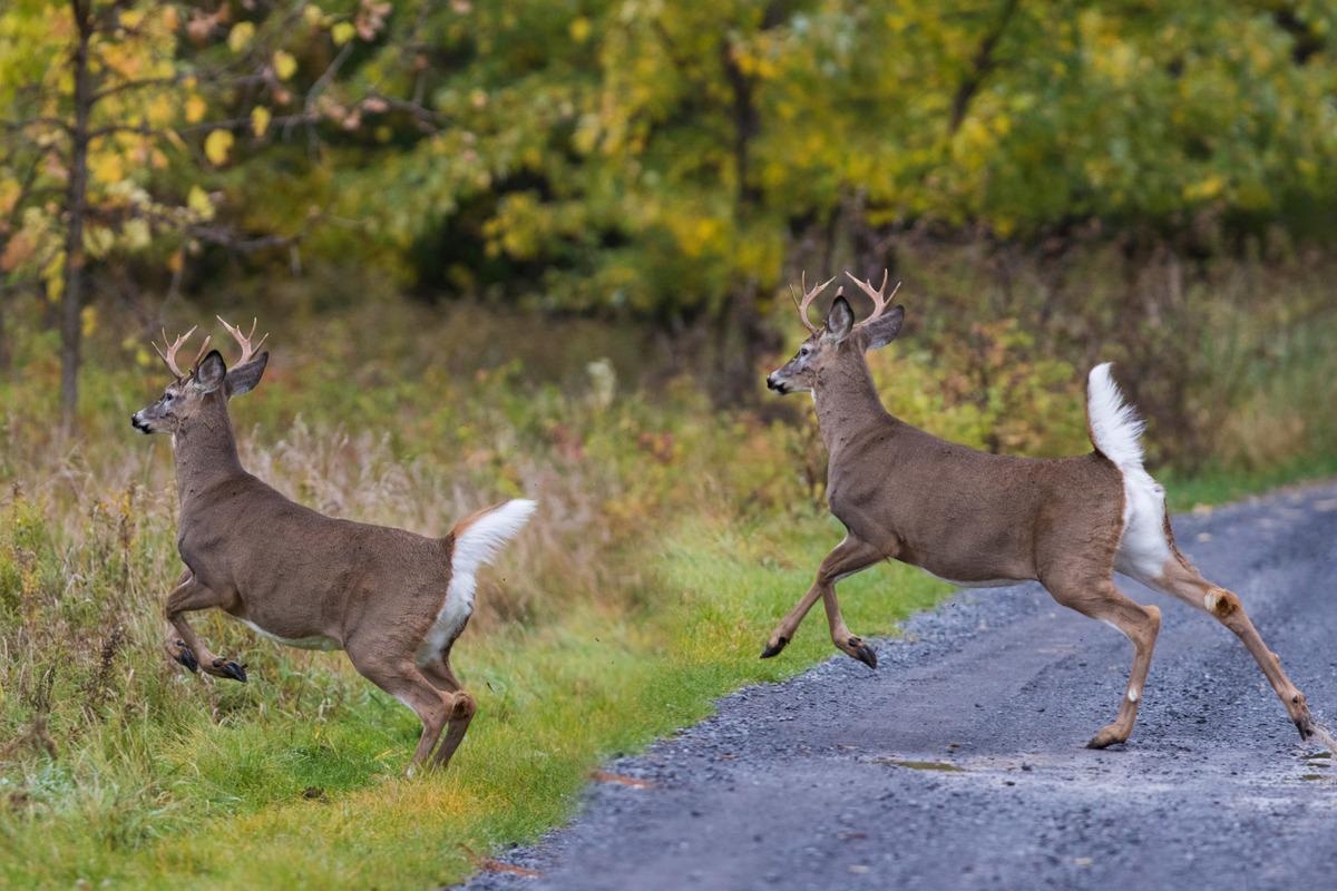 Study: Detection of SARS-CoV-2 Omicron variant (B.1.1.529) infection of white-tailed deer. Image Credit: Mircea Costina/Shutterstock