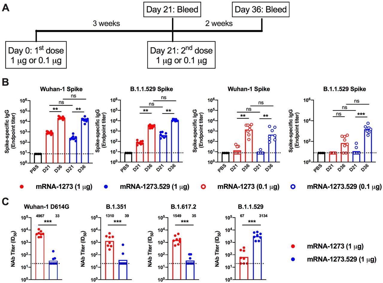 Antibody responses in BALB/c mice after immunization with mRNA-1273 and mRNA-1273.529 vaccines. Six-to-eight-week-old female BALB/c mice were immunized twice over a three-week interval with 1 μg of mRNA-1273 or mRNA-1273.529 vaccine or a PBS control (black circles). Immediately before (Day 21) or two weeks after (Day 36) the second vaccine dose, serum was collected. A. Scheme of immunization and blood draws. B. Serum antibody binding to Wuhan-1 or B.1.1.529 spike proteins by ELISA (n = 8, two experiments, boxes illustrate mean values, dotted lines show the LOD). C. Neutralizing activity of serum obtained two weeks after (Day 36) immunization with mRNA-1273 or mRNA-1273.529 vaccine against VSV pseudoviruses displaying the spike proteins of Wuhan-1 D614G, B.1.351 (Beta), B.1.617.2 (Delta), or B.1.1.529 (Omicron) (n = 8, two experiments, boxes illustrate geometric mean values, dotted lines show the LOD). GMT values are indicated above the columns.