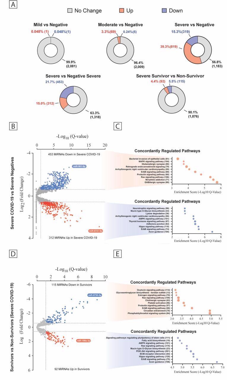 Plasma MiRNA Transcriptome Across the COVID-19 Severity. (a) Pie chart percent modulation of the transcriptome for all subgroups studied. Volcano plots of differentially expressed miRNA between patient groups (b, d) with predicted KEGG terms (with enrichment score below and number of genes to the right) for pathways of deregulated miRNAs shown beside each corresponding region of the volcano plot (c, e). Data are displayed as false discovery rate (FDR) adjusted P values (Q values) vs the log2 fold change, with dashed lines drawn to define restriction boundaries