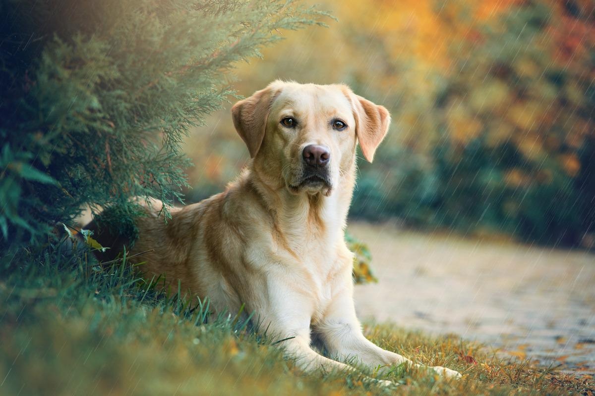 Study: The impact of the COVID-19 pandemic on a cohort of Labrador Retrievers in England. Image Credit: Dora Zett/Shutterstock