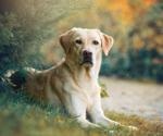Study investigates if COVID-19 restrictions were associated with differences in health and lifestyle of Labradors