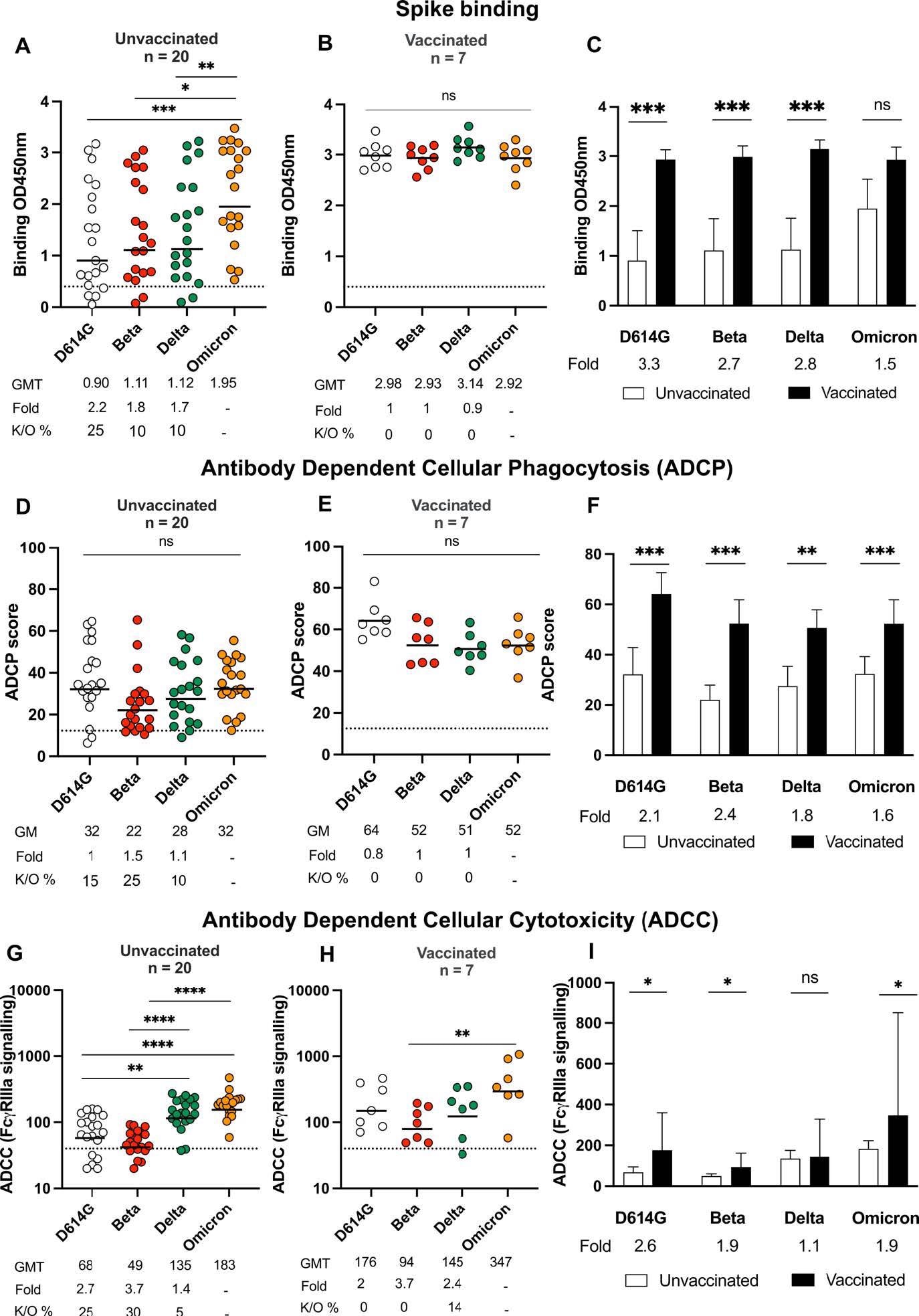 Binding and Fc effector function elicited by Omicron infection is crossreactive against several variants of concern Antibody binding measured by ELISA in (A) unvaccinated individuals (n =20) or (B) individuals vaccinated with either one dose of Ad26.CoV.2S or two doses of BNT162b2 (n=7) and infected by Omicron against D614G, Beta, Delta and Omicron spike proteins. (C) Bars show geometric mean binding titers for vaccinated (black) and unvaccinated (white) individuals against variants of concern. Antibody-dependent cellular phagocytosis (ADCP) of (D) unvaccinated and (E) vaccinated individuals is represented as the percentage of monocytic cells that take up spike coated beads (D614G, Beta, Delta and Omicron) multiplied by their geometric mean fluorescence intensity (MFI). (F) Bars show geometric mean ADCP scores for vaccinated (black) and unvaccinated (white) individuals against variants of concern. Antibody-dependent cellular cytotoxicity (ADCC) in (G) unvaccinated and (H) vaccinated individuals shown as relative light units (RLU) signaling through FcgRIIIa expressing cells. (I) Bars show geometric mean activity for vaccinated (black) and unvaccinated (white) individuals against variants of concern. All data are representative of two independent experiments. For dot plots, lines indicate geometric mean titer (GMT) also represented below the plot with fold decrease and knock-out (K/O) of activity for other variants as a percentage relative to Omicron. Dotted lines indicate the limit of detection of the particular assay. For bar charts, bars indicate median of function, with error bars showing standard deviations with fold decreases relative to vaccinated individuals, indicated below the plot. Statistical significance across variants is shown by Friedman test with Dunn’s correction and between vaccinated and unvaccinated samples by the Mann Whitney test. *p<0.05; **p<0.01; ***p<0.001; ****p<0.0001 and ns = non-significant.