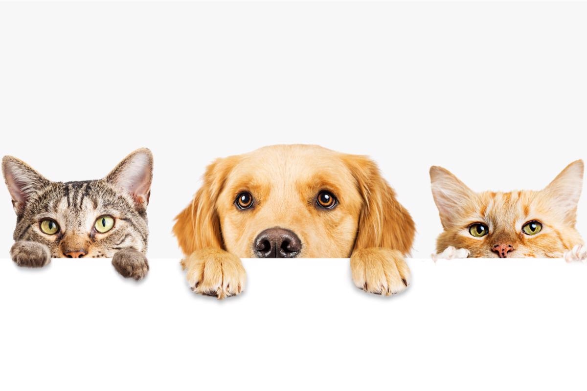 Study: Susceptibility of Pets to SARS-CoV-2 Infection: Lessons from a Seroepidemiologic Survey of Cats and Dogs in Portugal. Image Credit: Susan Schmitz/Shutterstock