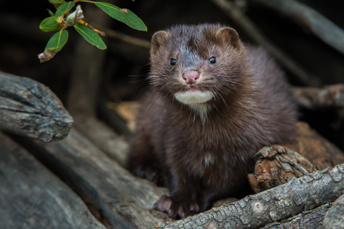 Study: Experimental infection of mink with SARS-COV-2 Omicron (BA.1) variant leads to symptomatic disease with lung pathology and transmission. Image Credit: Ghost Bear/Shutterstock