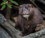 Study shows mink can be infected by Omicron and efficiently transmit the virus to other mink