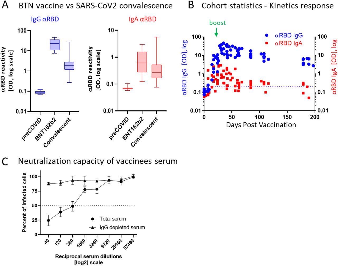 BNT162b2 vaccinees mount serum antiRBD-SARS-CoV-2, IgG and IgA with IgG showing strong neutralization potential. (A) Independent ELISA measurements of anti-RBD IgG and of anti-RBD IgA in serum samples collected from pre-COVID (N=51), BNT162b2 vaccinees (N=17) and post-COVID-19 (N=22) convalescents, as indicated. Convalescent samples were collected within two months post-recovery. BNT162b2 vaccinees samples represent the peaks of individual responses. (B) Quantitative kinetic profile of anti-RBD IgG (blue) and IgA (red) in serum sampled (N=76) in the vaccinees cohort (N=18), plotted as a function of days, post first vaccine dose. See Table S1 for cohort and sampling details. Independent ordinate axes for IgG (left, blue) and IgA (right, red) highlight the restricted, relative nature of the comparison between isotypes in this experiment, as discussed in the text, see also Figure 2 for subsequent developments. Green arrows indicate the timing of the second vaccine dose (the boost). (C) Serum neutralization assessed by SARS-CoV-2-Spike pseudotyped VSV-GFP-ΔG reporter assay on Vero-E6 cells. Neutralization is expressed as a percentage of pseudovirus-infected green cells without serum (total infection = 100%). Percentage of neutralization by sera of pool of four individual vaccinees (see the corresponding anti-RBD IgG and IgA values and times post-vaccination in Figure S1) are plotted as a function of the reciprocal values of sera dilutions displayed on a log2 scale, as indicated (filled circles, total serum, NT50 is reached on average at the dilution of ∼1:360, extrapolated by cross-section with the dashed line. The contribution of IgG to serum neutralization is evaluated by the depletion of the IgG isotype using anti-IgG specific magnetic beads (triangles). Results of three experimental repeats are represented.