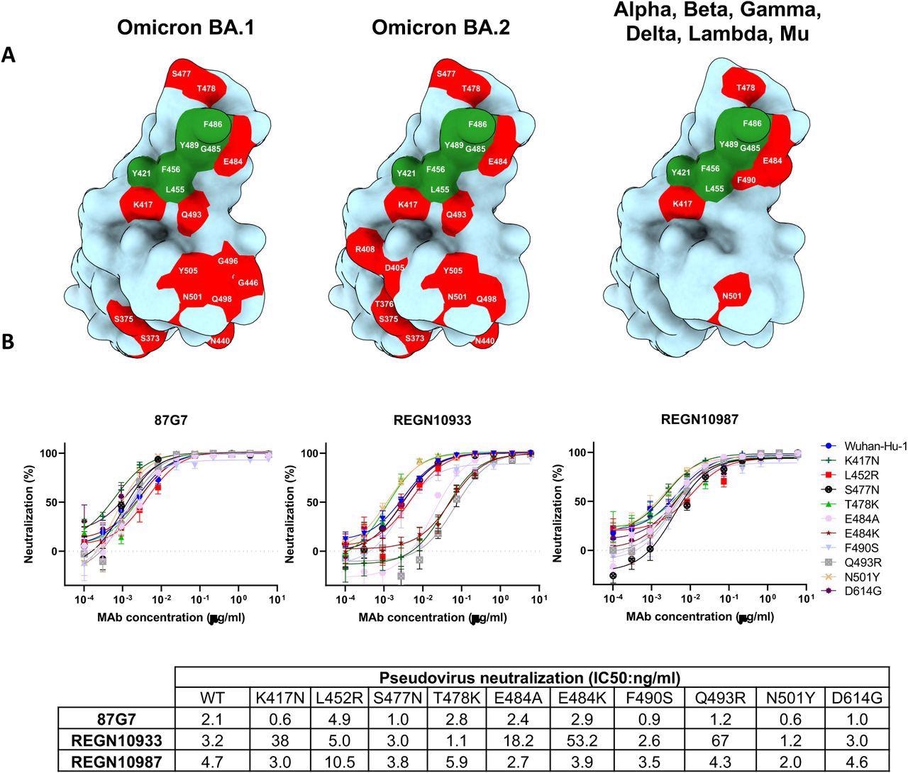 87G7 recognizes a conserved epitope in SARS-CoV-2 RBD (A) Surface representation of the SARS-CoV-2 S RBD with mutations colored red that are found in Omicron BA.1 (left panel) and Omicron BA.2 (middle panel). The right panel displays the set of mutations surrounding the 87G7 core epitope that are present in Alpha, Beta, Gamma, Delta, Lambda or Mu (see also Fig. 1a). The 87G7 core epitope residues are colored green. (B) 87G7 neutralizing activity against pseudoviruses with S variants carrying single residue substitutions found in the SARS-CoV-2 variants of concern. The REGN10933 and REGN10987 therapeutic mAbs were used for benchmarking. Data are shown as mean (± SEM) of two independent experiments with technical triplicates, and corresponding IC50 titers are presented in the lower panel.