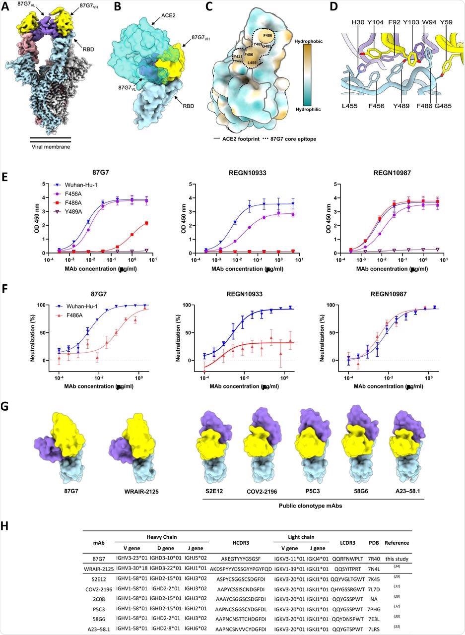 Structural basis for binding and neutralization by 87G7 (A) Composite cryo-EM density map for the SARS-CoV-2 spike ectodomain in complex with the 87G7 antibody Fab fragment. The spike protomers are colored blue, gray, and pink, and the 87G7 light- and heavy-chain variable domains are colored purple and yellow, respectively. (B) Surface representation of the 87G7-bound RBD overlaid with the RBD-bound ACE2 (PDB ID: 6M0J). (C) Surface representation of the RBD colored according to the Kyte-Doolittle scale, where the most hydrophobic residues are colored tan and the most hydrophilic residues are colored blue. The residues which make up the 87G7 core epitope and the ACE2 footprint are outlined. (D) Close-up view showing selected interactions formed between 87G7 and the SARS-CoV-2 RBD (E) ELISA binding of 87G7 to plate-immobilized WT, F456A, F486A and Y489A S1 domains. (F) 87G7 neutralizing activity against pseudoviruses with Wuhan-Hu-1 S and SF486A. REGN10933 and REGN10987 were taken along as a reference in panel E and F. (G) Side-by-side comparison of the SARS-CoV-2 RBD bound to 87G7, WRAIR-2125 (PDB ID: 7N4L), 58G6 (PDB ID: 7E3L), P5C3 (PDB ID: 7PHG), COV2-2196 (PDB ID: 7L7D), S2E12 (PDB ID: 7K45) and A23-58.1 (PDB ID: 7LRS). (H) Germline origins of 87G7 and other F486-directed SARS-CoV-2 mAbs with broad neutralization capacity. NA: not applicable.