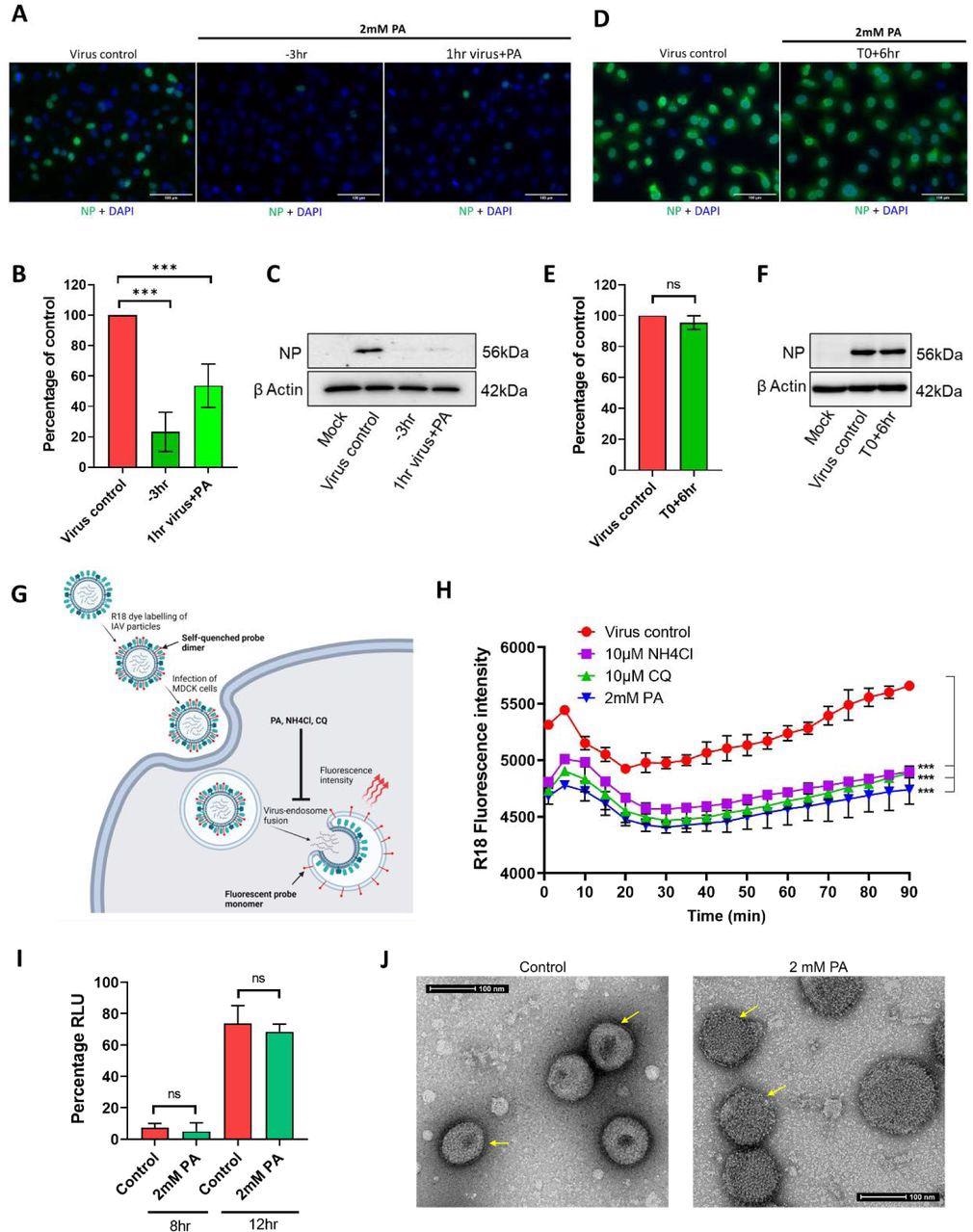 Picolinic Acid inhibits IAV entry by interfering with Viral-Cellular endocytic membrane fusion and affecting viral membrane integrity. (A-C) A549 cells were either pre-treated for 3hr with 2mM PA, infected with 2 MOI PR8 WT in presence of the drug, and collected 3hr later (−3hr) or the virus was incubated with 2mM PA for 1hr and used for infection (1hr virus + PA). Microscopy data for A549 cells labeled with influenza virus nucleocapsid protein are shown in (A), quantification of NP positive cells is shown in (B), and (C) shows corresponding western blot data. (D-F) A549 cells were first infected with 2 MOI PR8 WT, PA treatment was done 6hr p.i (T0+6hr) and cells were collected a further 3hr later. Microscopy images with quantification and western blot analysis are shown in (D), (E), and (F). ***p < 0.001; ns - not significant using two-tailed unpaired t-test or one-way ANOVA with Dunnett’s multiple comparison test where applicable. Error bars represent mean ± standard deviation. (G) Pictorial representation of virus-endosome membrane fusion assay using R-18 labeled IAV particles. After infection of MDCK cells, the labeled virus particles enter endosomes, and upon pH-dependent fusion of virus and endosomal membranes, results in the de-quenching of R-18 probe dimers and subsequent increase in fluorescence intensity. Created with Biorender. (H) A549 cells were pre-treated with either 2mM PA, 10µM NH4Cl, or 10µM CQ, infected with R18 labeled PR8 WT virus on ice, transferred to a plate reader at 37°C and fluorescence intensity measurements were acquired at 10 min intervals. ***p < 0.001, using one-way ANOVA with Dunnett’s multiple comparison at 90 min time point. (I) HEK293T cells were transfected with plasmids expressing influenza virus PA, PB1, PB2, NP, and NP-firefly luc, along with pRLTK. 2mM PA was added 3hr post-transfection and cells were harvested 8 and 12hr later. Results show luciferase units normalized to untreated control. ns - not significant using two-tailed unpaired t-test. Error bars represent mean ± standard deviation. (J) Concentrated PR8 WT virus particles were incubated with vehicle control or 2mM PA for 3hr, mounted on copper grids, and processed for TEM imaging. Arrows indicate differences in the integrity of viral double-layered membranes in control and treated conditions.
