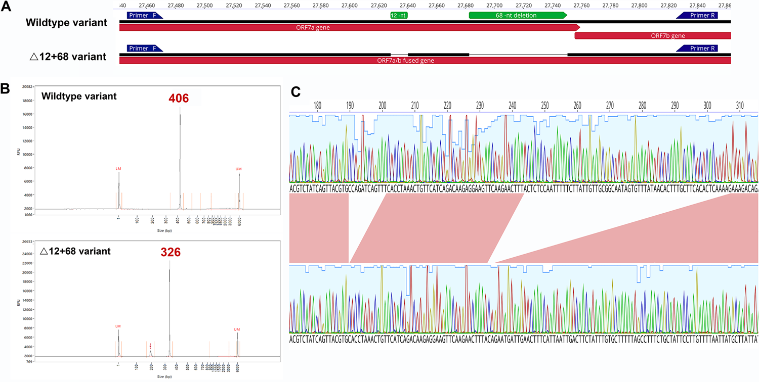 A: ORF7a amplicon for the wildtype and Δ12+68 variants. Artic primers annotations are visualized by blue arrows. B: Chromatogram peaks after capillary electrophoresis, wildtype, and Δ12+68 variants. C: Zoomed diagram details nucleotide sequence of the double deletion obtained by Sanger sequencing. https://doi.org/10.1371/journal.pone.0263563.g001