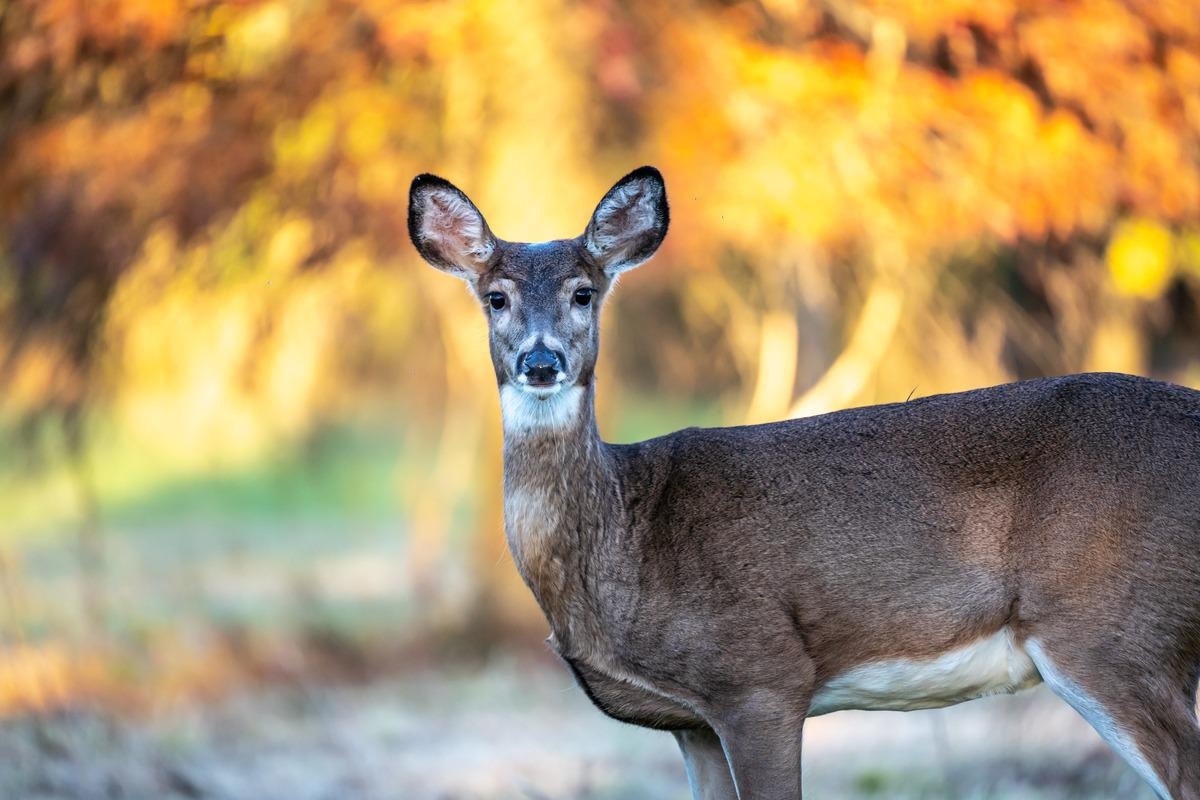 Study: Evolutionary Trajectories of SARS-CoV-2 Alpha and Delta Variants in White-Tailed Deer in Pennsylvania. Image Credit: Amy Lutz/Shutterstock