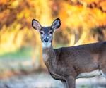 SARS CoV-2 in deer from Pennsylvania sampled during fall and winter 2021