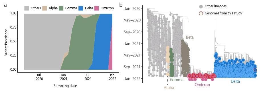 Genomic epidemiology of the SARS‐CoV‐2. Omicron variant in Salvador, Bahia, Northeast Brazil. A) Dynamics of the SARS-CoV-2 epidemic in Bahia showing the progression in the proportion of circulating variants in the state over time, with the rapid replacement of the Delta by the Omicron variant; B) Time-resolved maximum likelihood phylogenetic tree including the newly (n=29) Omicron isolates obtained in this study plus n = 4,249 representative SARS‐CoV‐2 genomes collected up to January 16th, 2021. Alpha, Beta, Gamma, Delta and Omicron VOCs are highlighted in the tree. Newly Omicron and Delta genomes obtained in this study are highlighted with a red border. Genomes of other lineages are showed in grey.