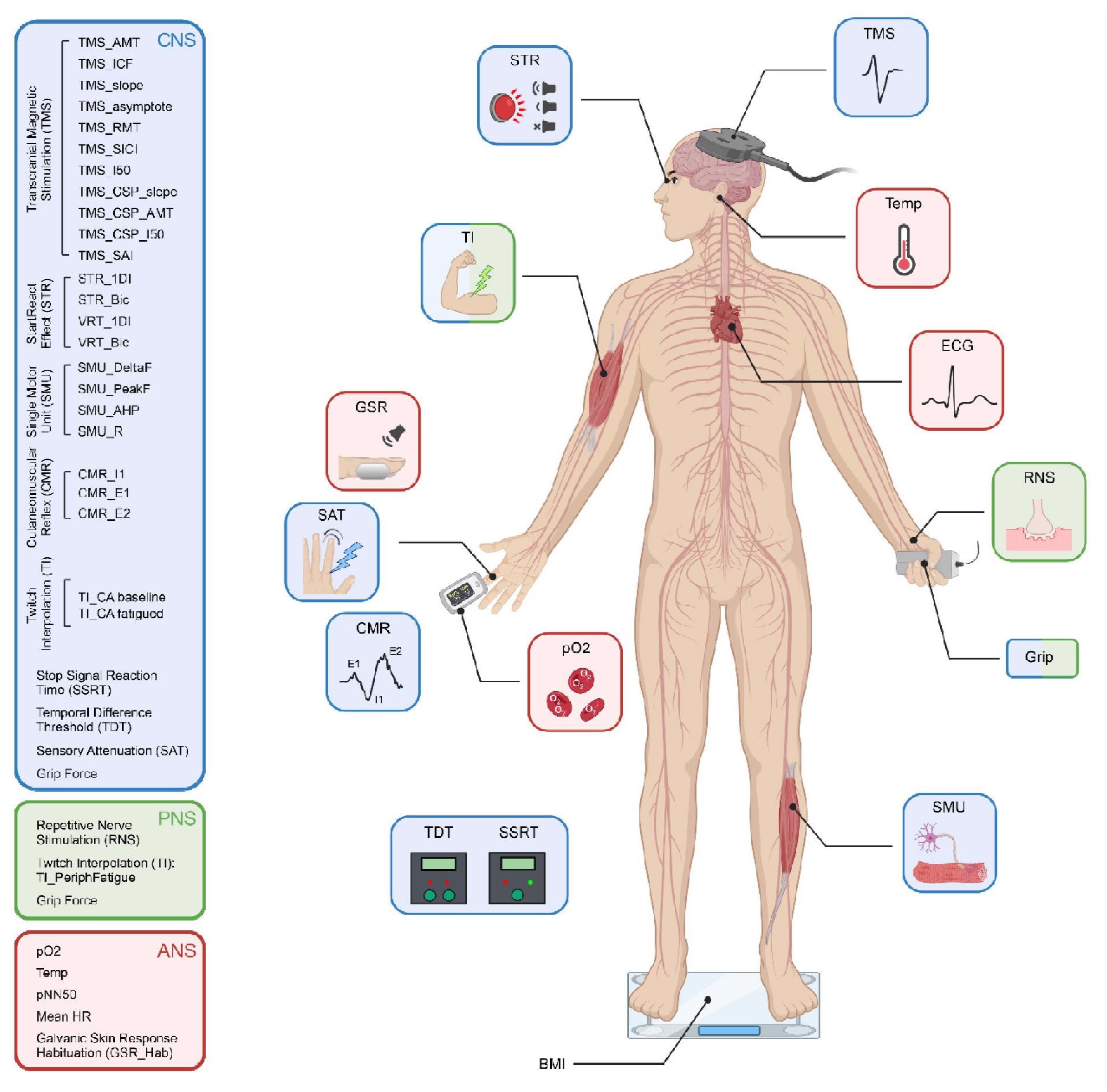 Schematic representation of the various tests performed, color coded according to which components of the central, peripheral and autonomic nervous system (CNS, PNS, ANS) they assessed.  TMS, transcranial magnetic stimulation;  ECG, electrocardiogram;  RNA, repeated nerve stimulation;  SMU; single motor device recording;  BMI, body mass index;  TDT, time difference threshold;  SSRT, stop signal response time;  pO2, oxygen saturation in the blood;  CMR, cutaneous muscular reflex;  SAT, sensory attenuation with motion;  GSR, habituation to the galvanic skin reaction to loud sound;  TI, twitch interpolation, STR, StartReact effect.