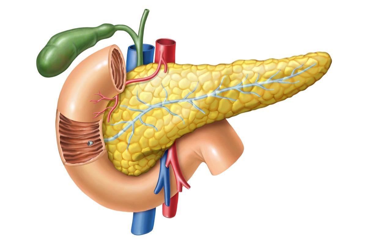 Study: Limited Extent and Consequences of Pancreatic SARS-CoV-2 Infection. Image Credit: Andrea Danti/Shutterstock