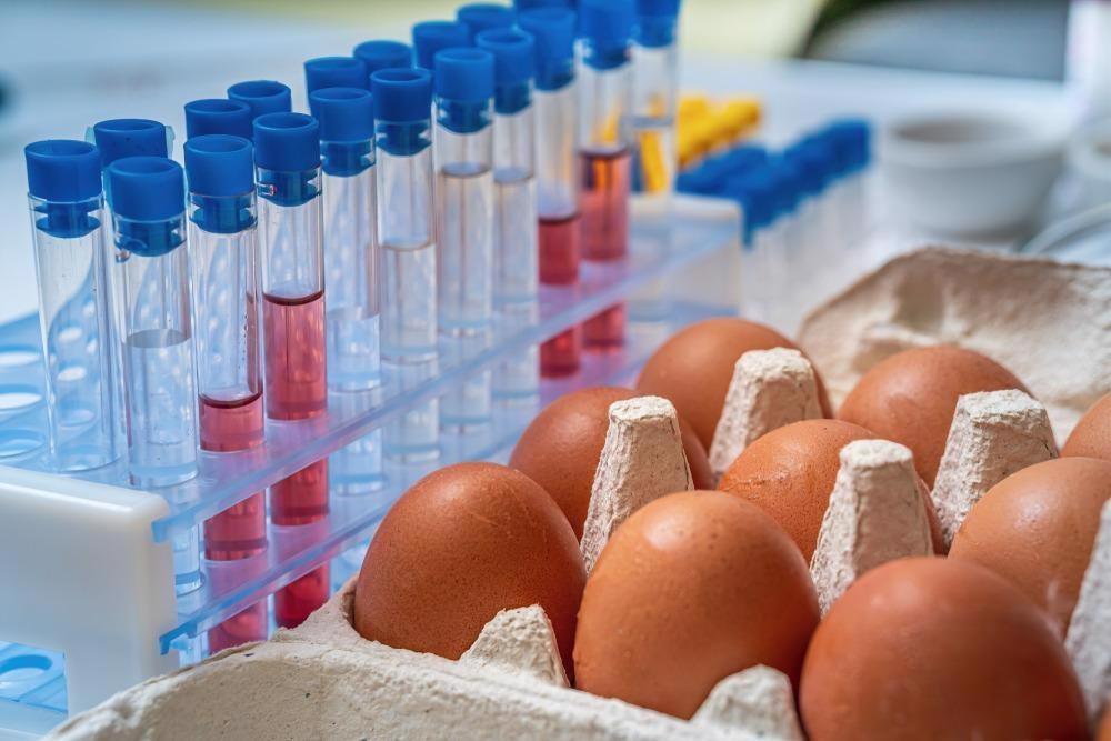 Study: Edible formulations of chicken egg derived IgY antibodies neutralize SarsCoV2 Omicron RBD binding to human ACE2. Image Credit: Festa/Shutterstock.com