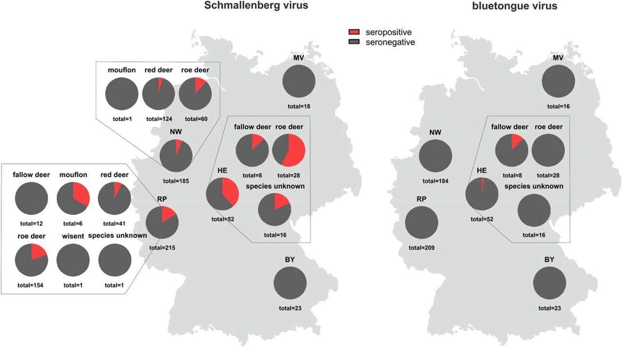 Proportion of wild ruminant samples that tested positive (red) for antibodies against the Culicoides-transmitted viruses Schmallenberg virus (left) and bluetongue virus (right). BY – Bavaria, HE – Hesse, MV – Mecklenburg-Western Pomerania, NW – North Rhine-Westphalia, RP – Rhineland-Palatinate