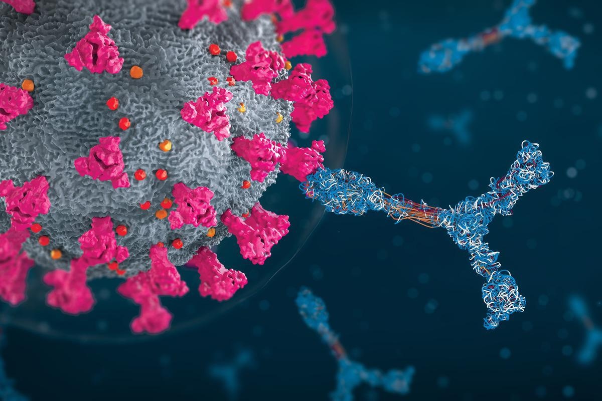 Study: Neutralizing breadth of antibodies targeting diverse conserved epitopes between SARS-CoV and SARS-CoV-2. Image Credit: Christoph Burgstedt/Shutterstock