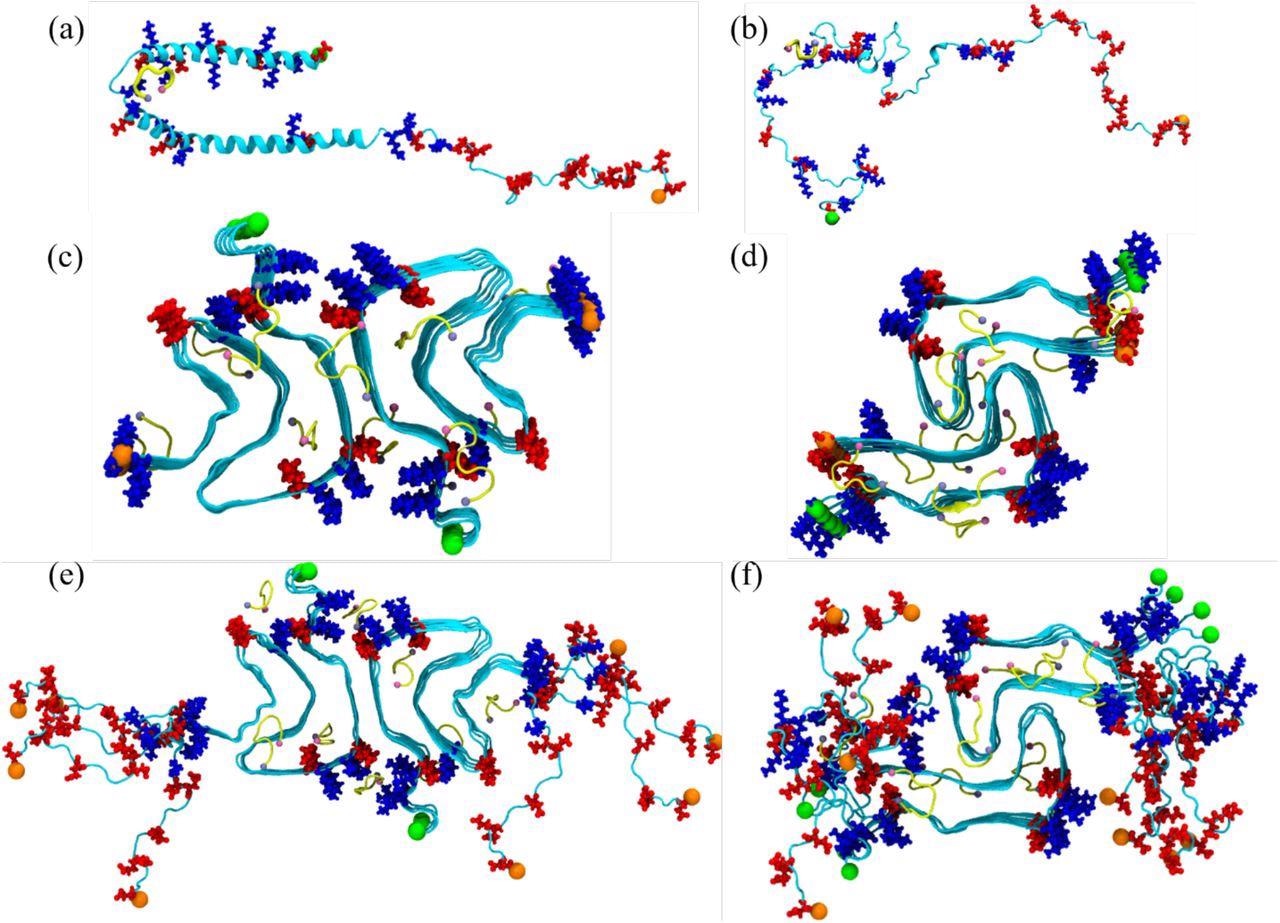 Initial conformation of the α-synuclein monomer (a) as resolved by solution NMR (PDB ID: 1XQ8), and (b) after heating at 500 K to obtain a randomized stretched conformation. Initial conformation for the fibril as derived by cryo-EM structures are shown in (c) for the rod (PDB ID: 6CU7) and in (d) for the twister (PDB ID: 6CU8) polymorph. In (e) and (f) are the corresponding structures shown for the fibrils where the individual chains are extended to residues 38-120. Acidic residues are colored in red and basic ones in blue, while the SK9-segments are shown yellow. The N- and C-termini are represented by green and orange spheres, respectively.