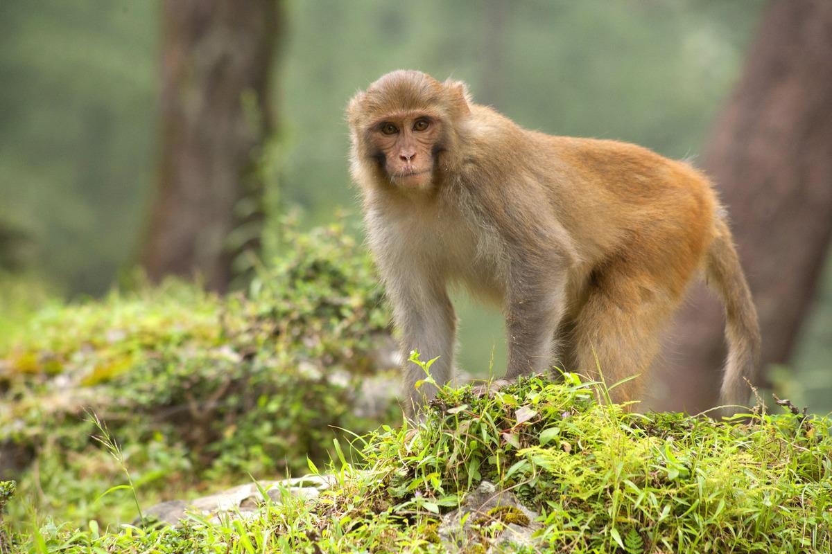 Study: An immunoPET probe to SARS-CoV-2 reveals early infection of the male genital tract in rhesus macaques. Image Credit: Stastny_Pavel/Shutterstock