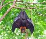 Study explores coronavirus surveillance in bats from Argentina