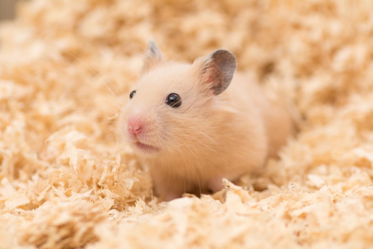 Study: Comparative pathogenicity of SARS-CoV-2 Omicron and Delta variants in Syrian hamsters mirrors the attenuated clinical outlook of Omicron in COVID-19 irrespective of age. Image Credit: stock_shot/Shutterstock