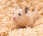 The relative dynamics of infection with the Delta and Omicron SARS-CoV-2 variants in aged and young Syrian hamsters