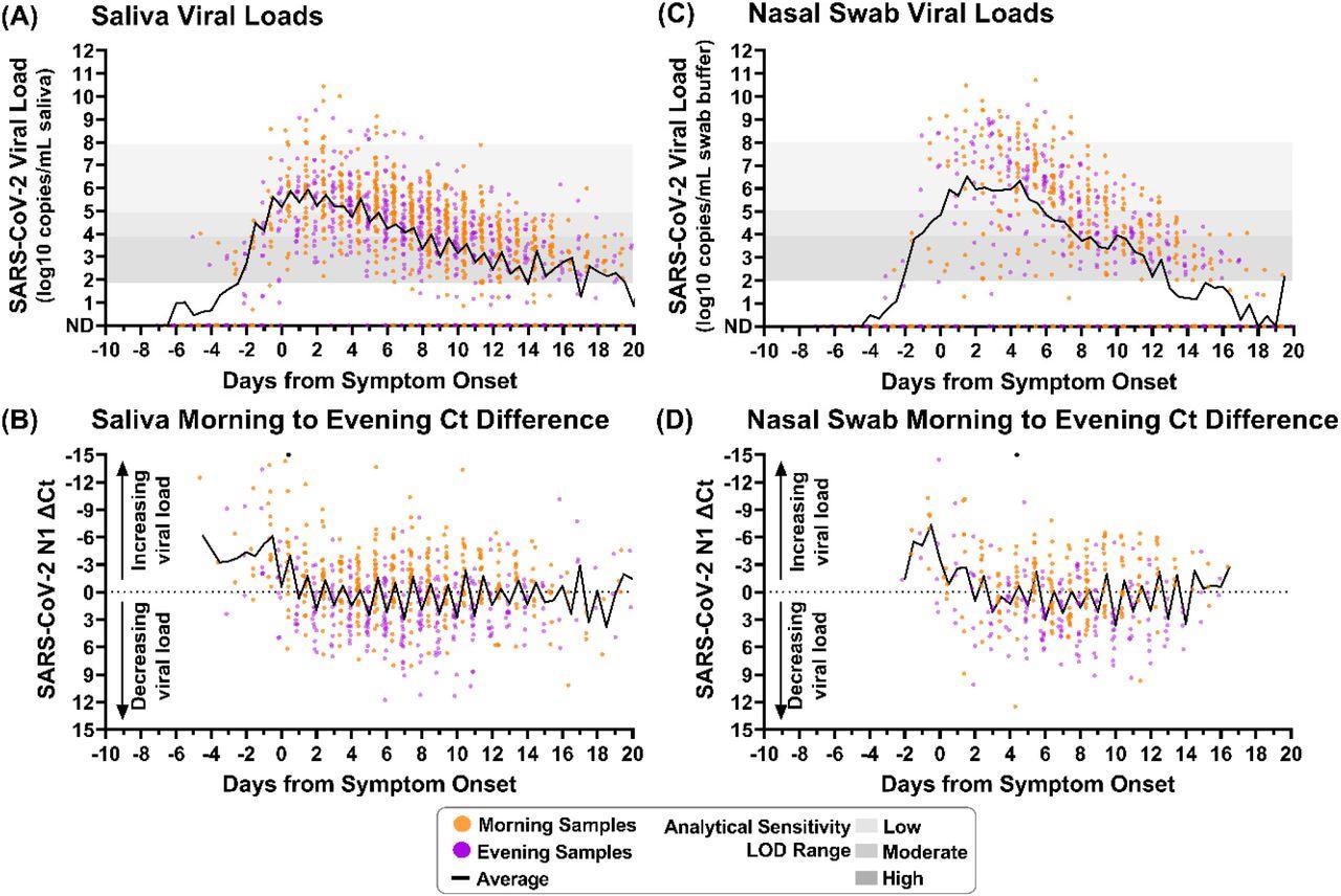 Saliva and nasal-swab samples collected in the morning and evening through the course of infection demonstrate differences in SARS-CoV-2 viral load. Black lines on each plot indicate the average viral load for each daily morning or evening sample collection window. Two black circles indicate morning sample measurements with Ct differences less than -15. (A) Saliva sample viral load (SARS-CoV-2 N1 copies/mL saliva) as measured by RT-qPCR is plotted relative to symptom onset for 1194 samples. (B) The difference between morning and evening saliva N1 Ct values is plotted relative to symptom onset for 703 sequential saliva samples. (C) Nasal-swab sample viral load (N1 copies/mL saliva) as measured by RT-qPCR is plotted relative to symptom onset for 661 samples. (D) The difference between morning and evening nasal-swab N1 Ct values is plotted relative to symptom onset for 385 sequential nasal-swab samples. Samples were designated as morning (orange) if collected between 4am and 12pm or evening (purple) if collected between 3pm and 3am. ND indicates Not Detected. Additional sample details provided in SI.