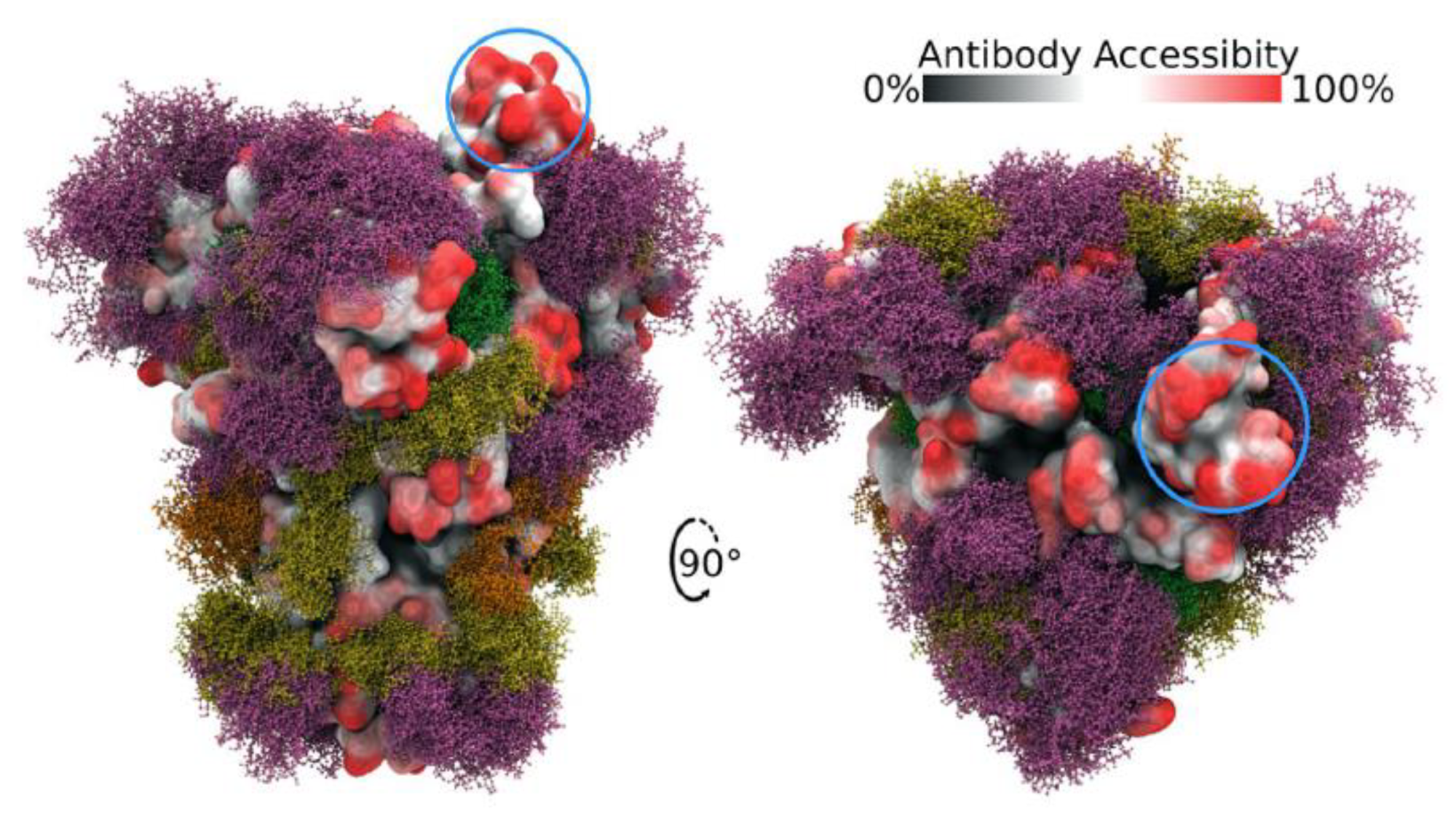 Side and top views of Spike trimer with site-specific glycosylation shown (moss surface) from molecular dynamics simulations [23]. The glycans are shown in ball-and-stick representation in green, dark yellow, orange and pink. The protein surface is colored according to antibody accessibility from black (least) to red (most accessible). One RBD is shown in the open conformation (circled in blue). Images are from [23] and are used under Creative Commons Attribution 4.0 International License: https://creativecommons.org/licenses/by/4.0/, accessed on 1 March 2022.